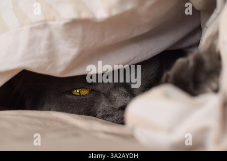 Grey cat's face peeking from under covers in bed Stock Photo