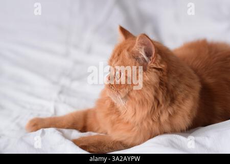 A side portrait of an orange colour ginger Persian cat lying on white bedding Stock Photo