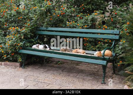 A few cats sleeping peacefully on a wooden bench in Kotor, Montenegro, nestled in a quiet spot surrounded by lush green bushes. Stock Photo