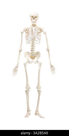 Artificial human skeleton model isolated on white Stock Photo - Alamy