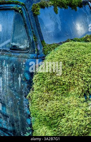 A covering of green moss blankets an old truck that has been abandoned in a forest on San Juan Island. Stock Photo