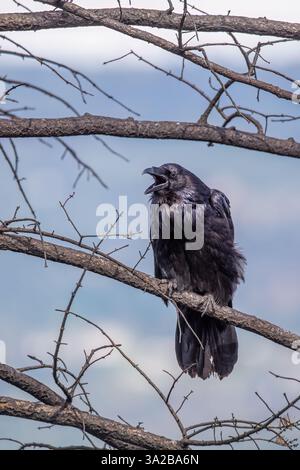 A crow, raven, perching on a leafless branch, damaged by fire, with an open sky in the background. Stock Photo