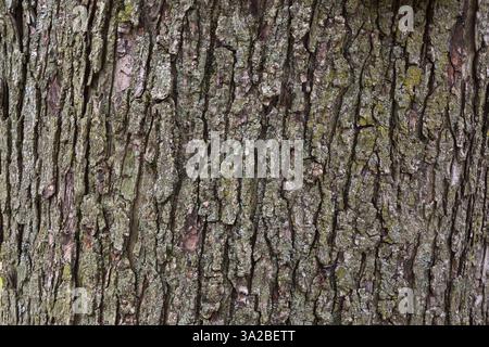 Close-up of Acer saccharinum - Silver Maple tree trunk with Bryophyta - Green Moss growing on scaly bark, Quebec, Canada Stock Photo