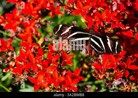 Black and white butterfly in the sun on red flaming Katy flowers in garden. Macro shot of toxic wing pattern butterfly in the spring with flowers Stock Photo