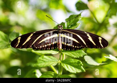 Black and white butterfly in the sun on green leaves in garden. Macro shot of toxic wing pattern butterfly in the spring with blurry background Stock Photo
