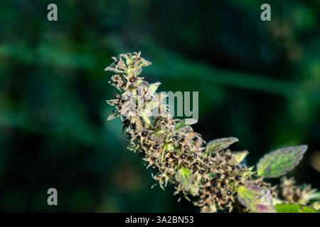 Ajuga pyramidalis Commonly known as Pyramidal Bugle is a low-growing, herbaceous perennial plant in the Lamiaceae family Stock Photo