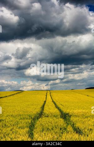 Golden wheat field under a dramatic sky with dark clouds and visible tractor trails. Limagne Plain. Puy de Dome. Auvergne Rhone Alpes. France Stock Photo