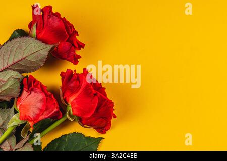 Three vibrant red roses are neatly arranged against a bright yellow backdrop. The combination of colors creates a striking and cheerful visual, perfec Stock Photo