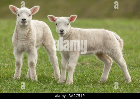 Lambs in Springtime, close up of two cute twin lambs in Springtime, stood in lush green meadow, facing front, one with her tongue poking out. Horizont Stock Photo