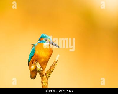 A beautiful Kingfisher bird perched on a stick with a vibrant yellow background - a wildlife image Stock Photo