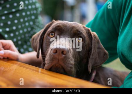 Chocolate Labrador Retriever or simply Labrador siting next to the street cafe table. Portrait of chocolate labrador retriever looking at camera. Stock Photo