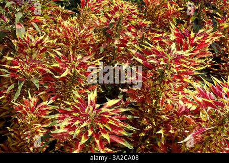 Amaranthus tricolor, colorful leaves in garden or in park. Stock Photo