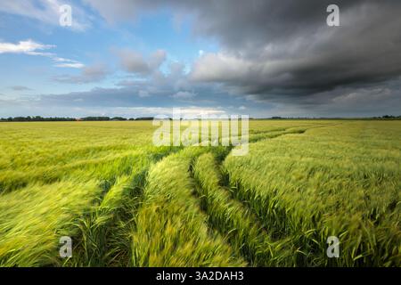 Grain fields Groningen - Dark clouds drift over the grain fields in the Hoge Land of Groningen during a warm summer evening. Stock Photo