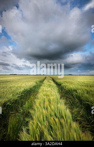 Grain fields Groningen - Dark clouds drift over the grain fields in the Hoge Land of Groningen during a warm summer evening. Stock Photo