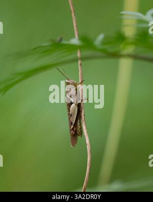 Close-up shot a brown Short horned grasshopper in the family of Acrididae, resting on a plant in the garden at Mangaluru, Karnataka in India. Stock Photo