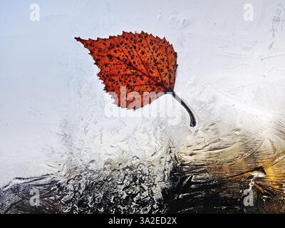 translucent autumn leaves on the window with ice flowers, Germany, 2 Stock Photo