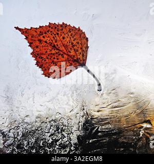 translucent autumn leaves on the window with ice flowers, Germany, 2 Stock Photo