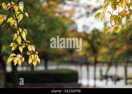 Delicate light orange and yellow green leaves are seen against a bokeh autumn landscape backdrop, creating a tranquil autumn park scene. Stock Photo
