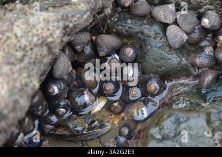 A cluster of Snails living together in a rock pool Stock Photo