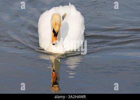 Mute swan Stock Photo