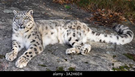 Snow leopard Stock Photo