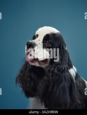 Side profile of an American Cocker Spaniel with its tongue out, set against a blue background. The dog long, flowing ears and friendly expression Stock Photo