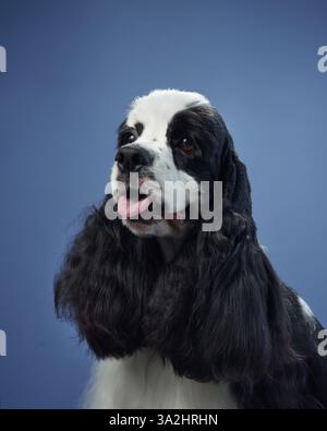 An American Cocker Spaniel with its tongue slightly out, set against a blue background. The soft, wavy fur and kind expression add a gentle touch to Stock Photo