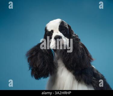 Profile of an American Cocker Spaniel with flowing fur against a blue background. The elegant pose highlights the dog silky ears and calm demeanor. Stock Photo
