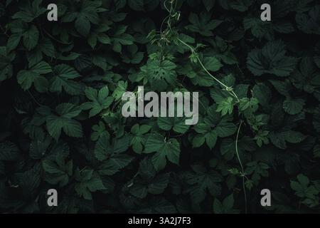 Green leaves of dark background texture Stock Photo