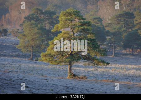 A frosty morning in the New Forest is a Scots Pine Tree lit by harsh light from the rising sun from left to right. In the mid ground are other pines a Stock Photo