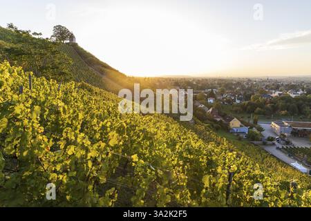 Sunrise in the vineyards around Wackerbarth Castle, Jacobstein can be seen above, in the background the Elbe valley with Radebeul and Dresden, Saxony Stock Photo
