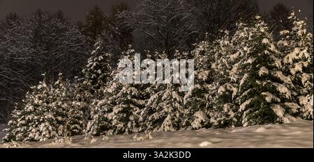 Snow-covered trees in the snow, Deutschneudorf, Erzgebirge, Saxony, Germany, Europe Stock Photo
