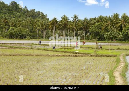Rice farmers working in rice paddies, in the background plantation with coconut palms (Cocos nucifera), Mindoro, Philippines, Asia Stock Photo