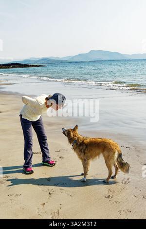 Woman playing with tan border collie dog on summer beach at Derrynane, County Kerry, Ireland Stock Photo