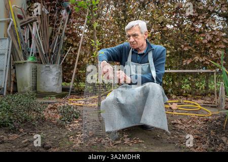 Senior man gardening and protecting young tree with wire fence, enjoying outdoor activity and nature. Concept of active aging, farming, sustainability Stock Photo