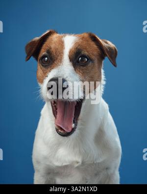 A close-up of a Jack Russell Terrier yawning, captured on a blue background. The dog's open mouth and relaxed demeanor suggest comfort and calmness. Stock Photo