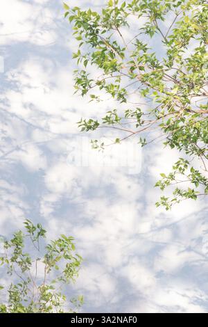 shadow on a white plastered wall from a green tree branch Stock Photo