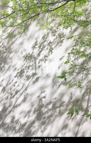 Shadow from the first tender foliage on a cement white plastered wall Stock Photo