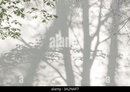 Sunlight and shadows on the wall from the branches of trees Stock Photo