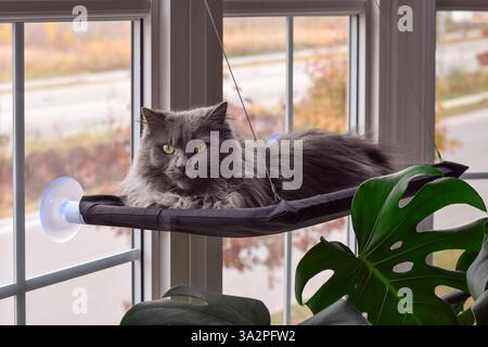 Cute grey cat lying in a window hammock looking at camera Stock Photo