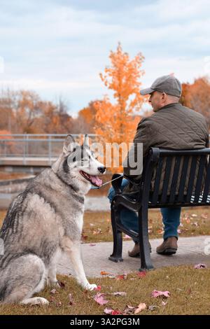 Man sitting on a bench with husky dog in a park Stock Photo