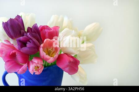 Vibrant colourful full frame studio image of a mixed bunch of classic bright early single tulips in a blue jug against a white background. Copy space. Stock Photo