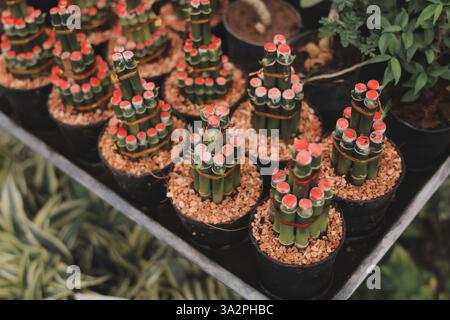 Beautifully arranged decorative mini cactus arrangement in stylish pots for your home decor Stock Photo