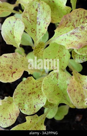 Lettuce seedlings grown for young salad leaves Stock Photo