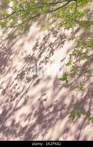 A tree with small green leaves and a shadow from them on a pink wall. Stock Photo