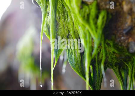 Seaweed dripping from a rock Stock Photo