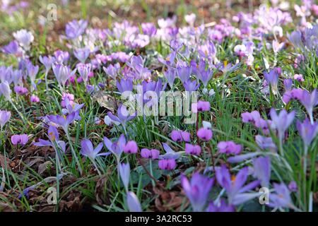 Early flowering Crocus tommasinianus Whitewell purple in bloom Stock Photo