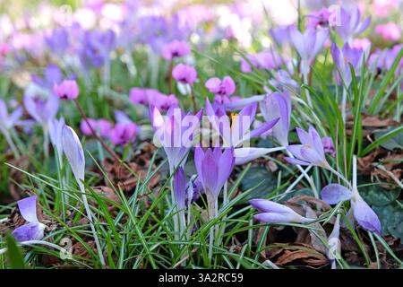 Early flowering Crocus tommasinianus Whitewell purple in bloom Stock Photo