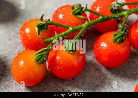 Organic Raw Red Cherry Tomatoes on the Vine Stock Photo