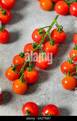 Organic Raw Red Cherry Tomatoes on the Vine Stock Photo